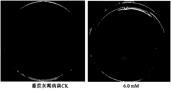 Applications of fluvoxamine maleate in preparation of bactericide for preventing and treating plant diseases caused by phytopathogens