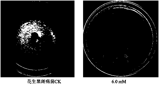 Applications of fluvoxamine maleate in preparation of bactericide for preventing and treating plant diseases caused by phytopathogens