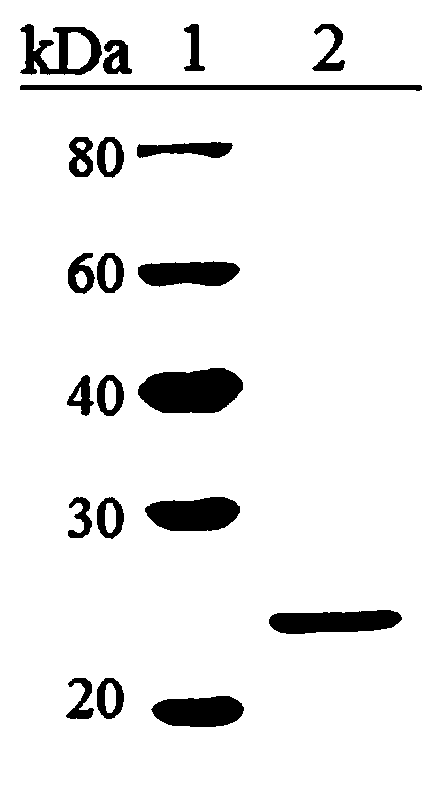 Application of a bacterial filamentous hemagglutinin fha recombinant protein