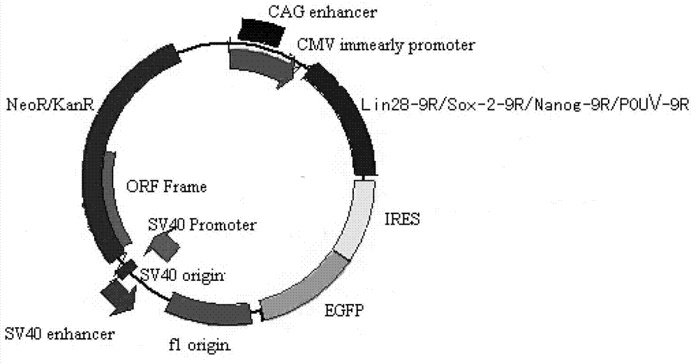 Embryonic stem cell culture medium and application thereof