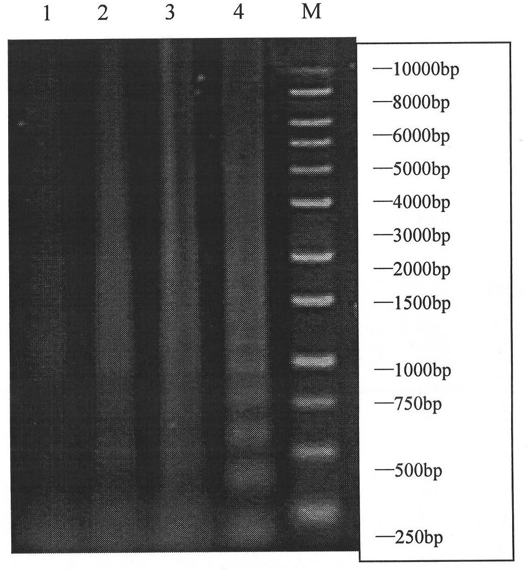 Effective fractions of cicer arietinum linn bean sprout and preparation method and application thereof