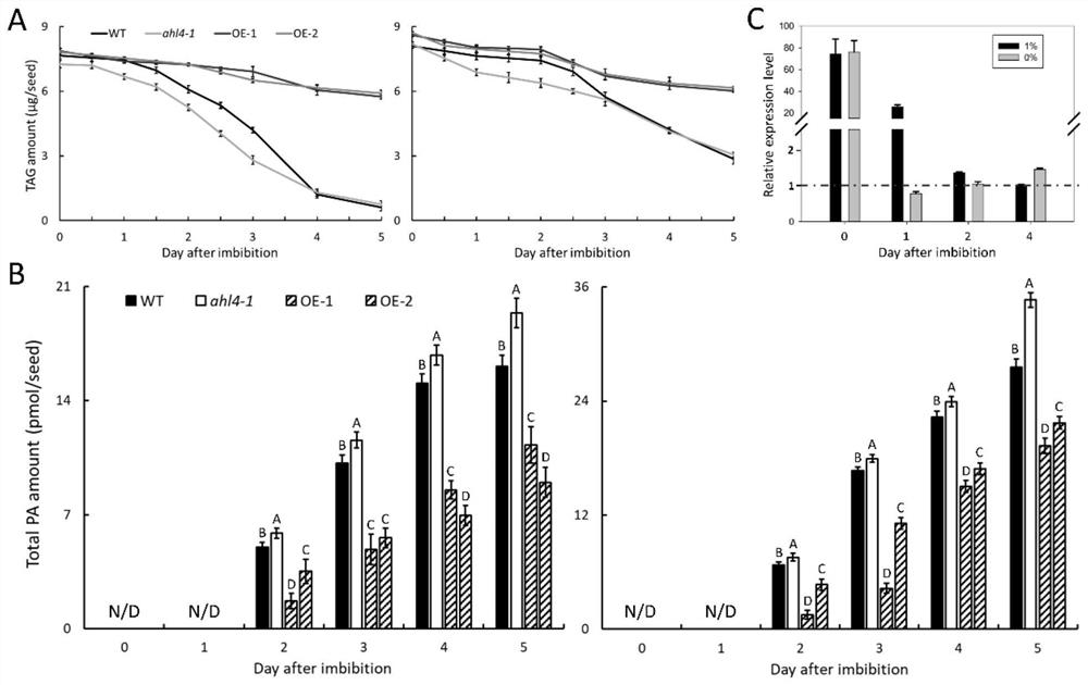 Application of ahl4 in regulating plant lipid metabolism and method for increasing plant seed oil content and unsaturated fatty acid content