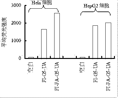 Folic acid-polyamide polyamidoamine (PAMAM)-ursolic acid nano drug with tumor targeting and preparation method of drug