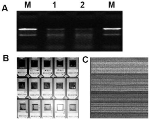 Application of long non-coding lncRNA-od1 in osteoporosis disease