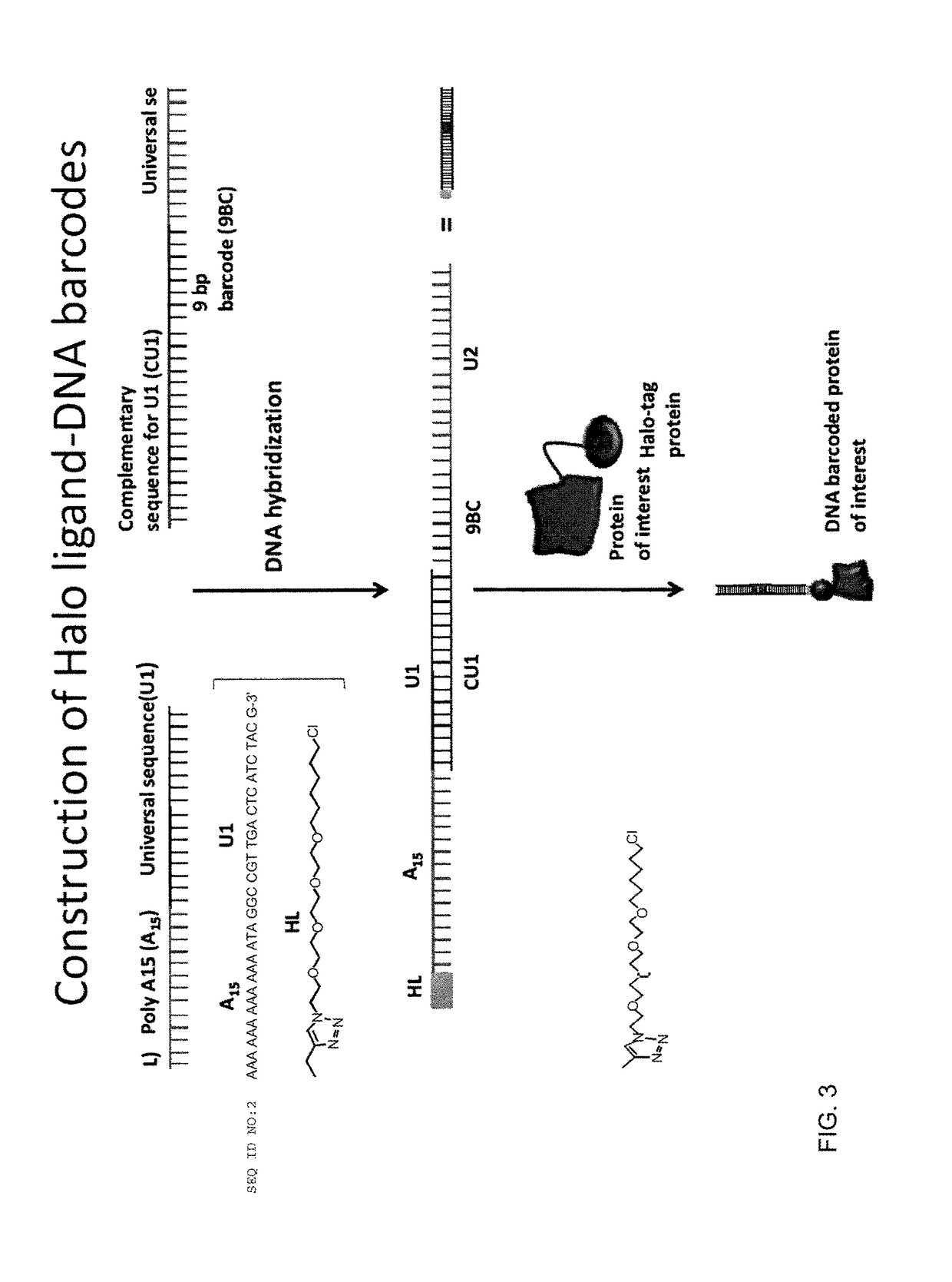 Nucleic acid-tagged compositions and methods for multiplexed protein-protein interaction profiling