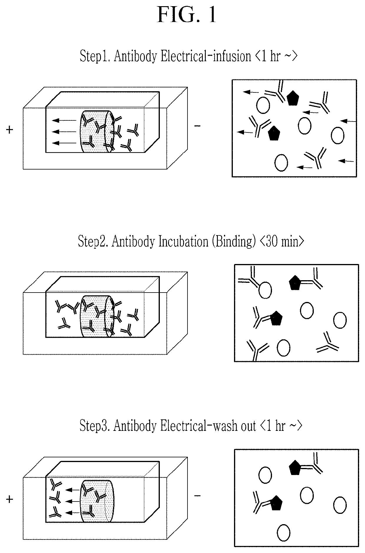 Electrophoretic biological sample staining method and staining apparatus using