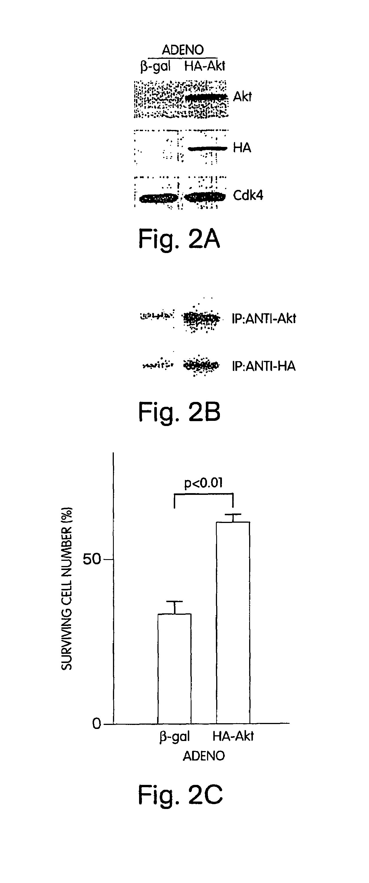 Akt compositions for enhancing survival of cells