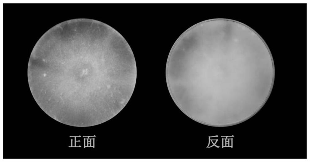 Crocus sativus endophytic fungus and application thereof in control of corm rot