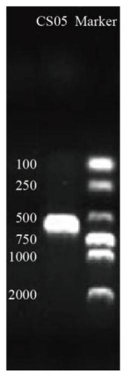 Crocus sativus endophytic fungus and application thereof in control of corm rot