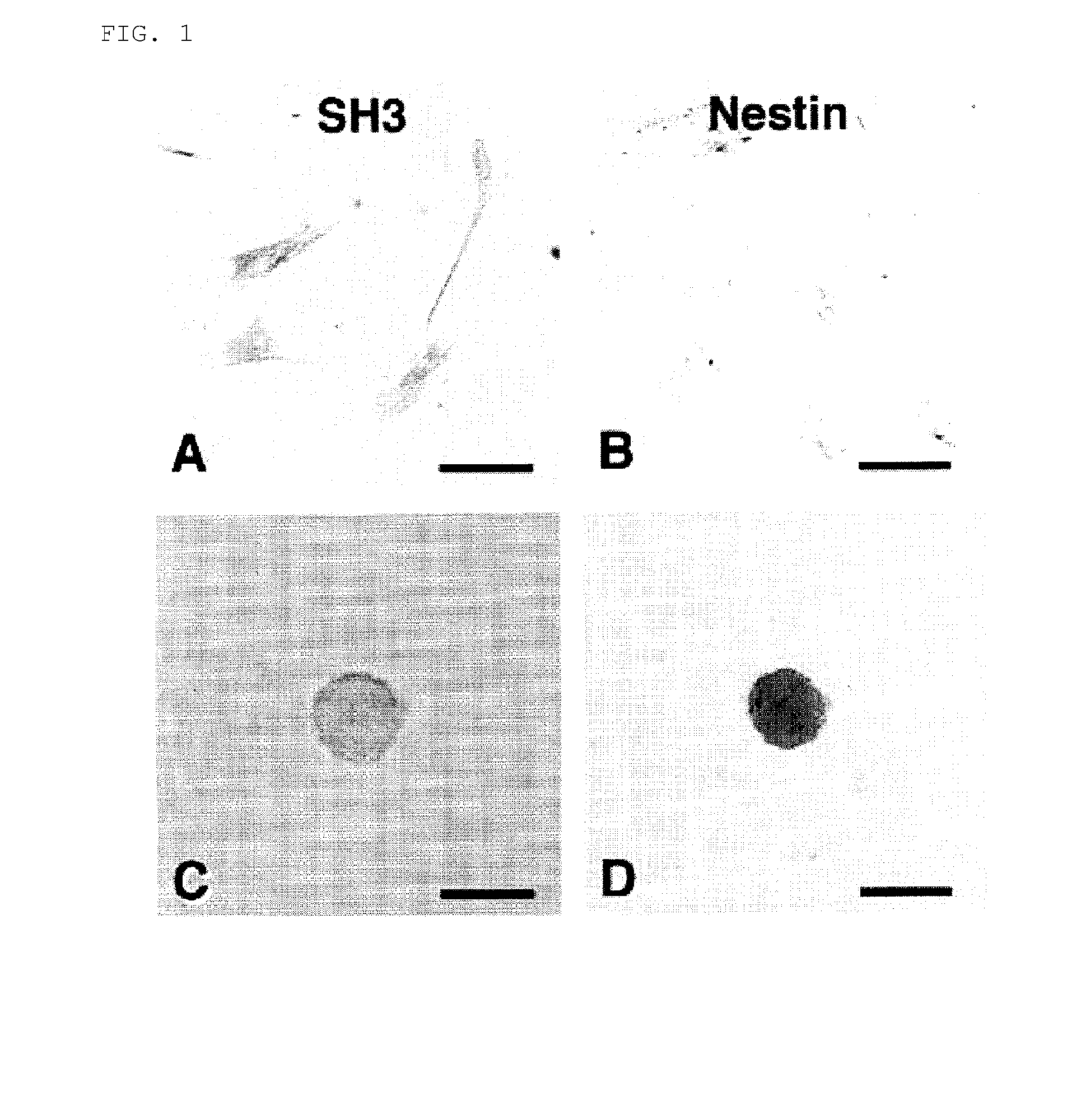 Method for inducing differentiation of mesodermal stem cells, es cells, or immortalized mesodermal stem cells into neural cells