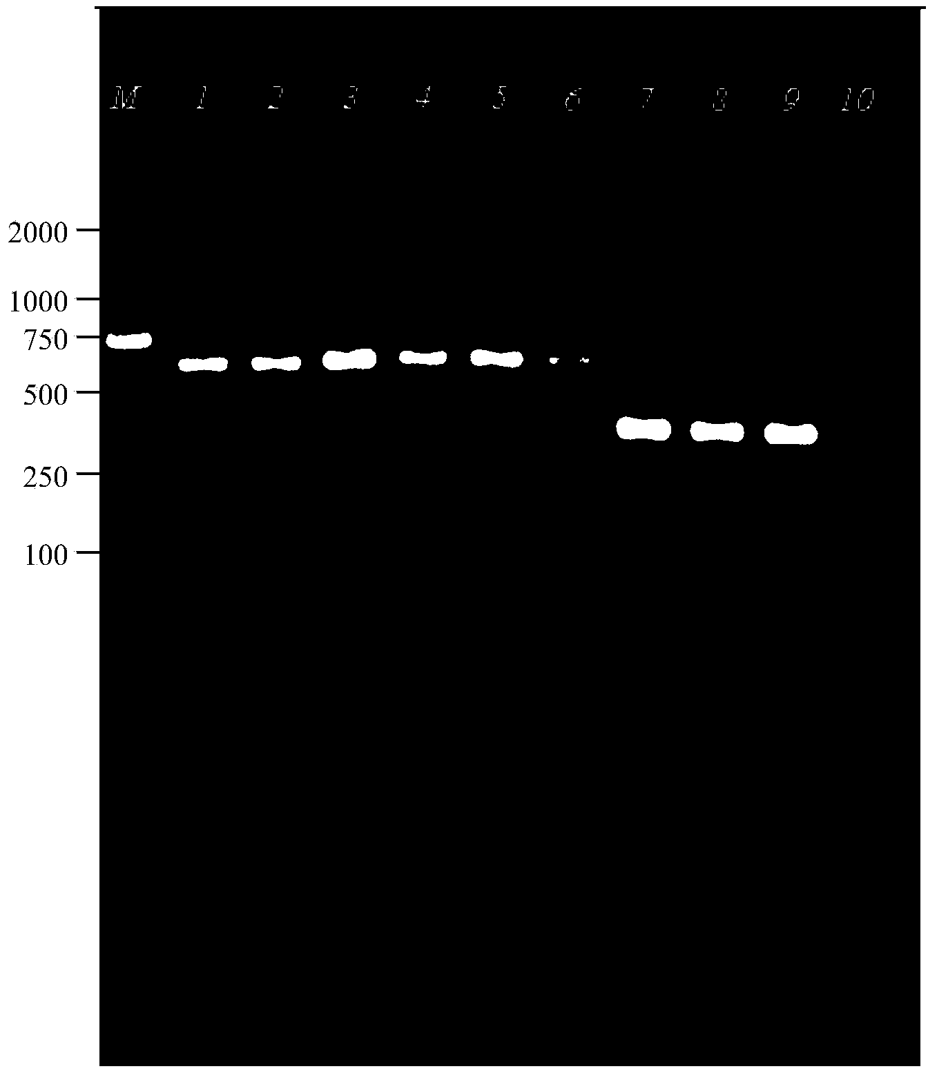 Method of extracting high-quality DNA (Deoxyribonucleic Acid) of fin product
