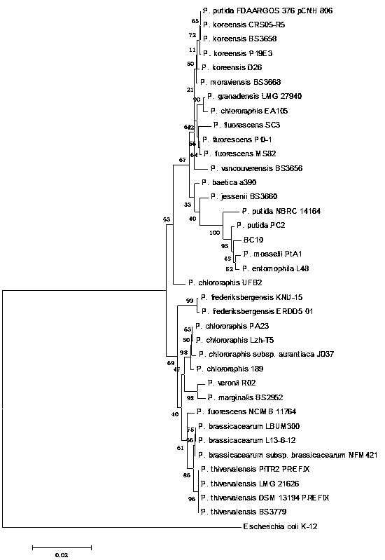 A strain of Pseudomonas putida bc10 and its application in the control of bacterial soft rot in crops