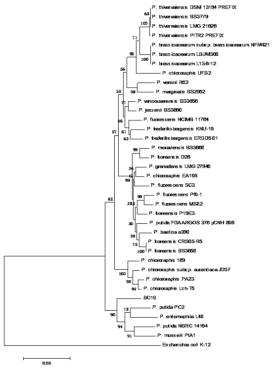 A strain of Pseudomonas putida bc10 and its application in the control of bacterial soft rot in crops