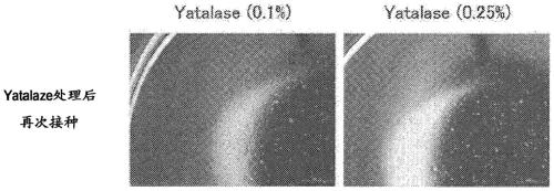 Cell culturing using nanofibers