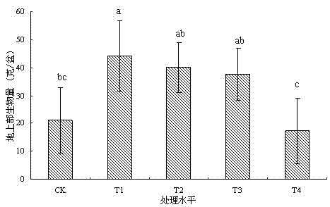 Use of Debregeasia orientalis C. J. Chen in remediation of cadmium heavy metal contaminated soil