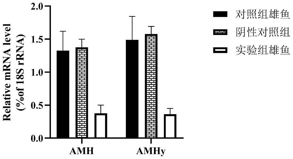 Set of antisense RNA for inhibiting AMH gene expression and method for promoting gonad degeneration of male tilapia mossambica and increasing weight gain