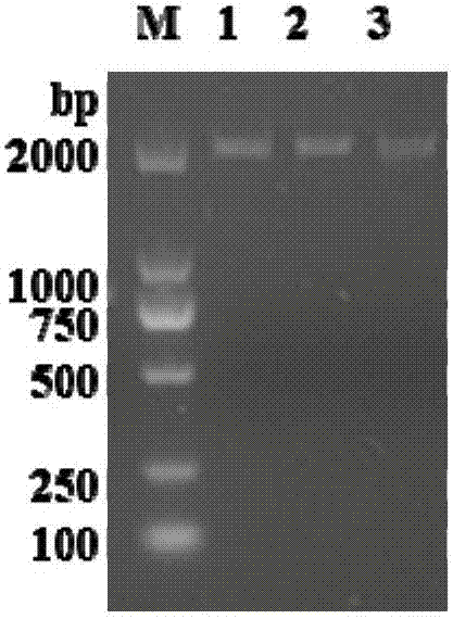 Triple and four-prevention subunit vaccine for sheep and preparation method thereof