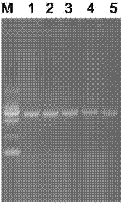 Triple and four-prevention subunit vaccine for sheep and preparation method thereof