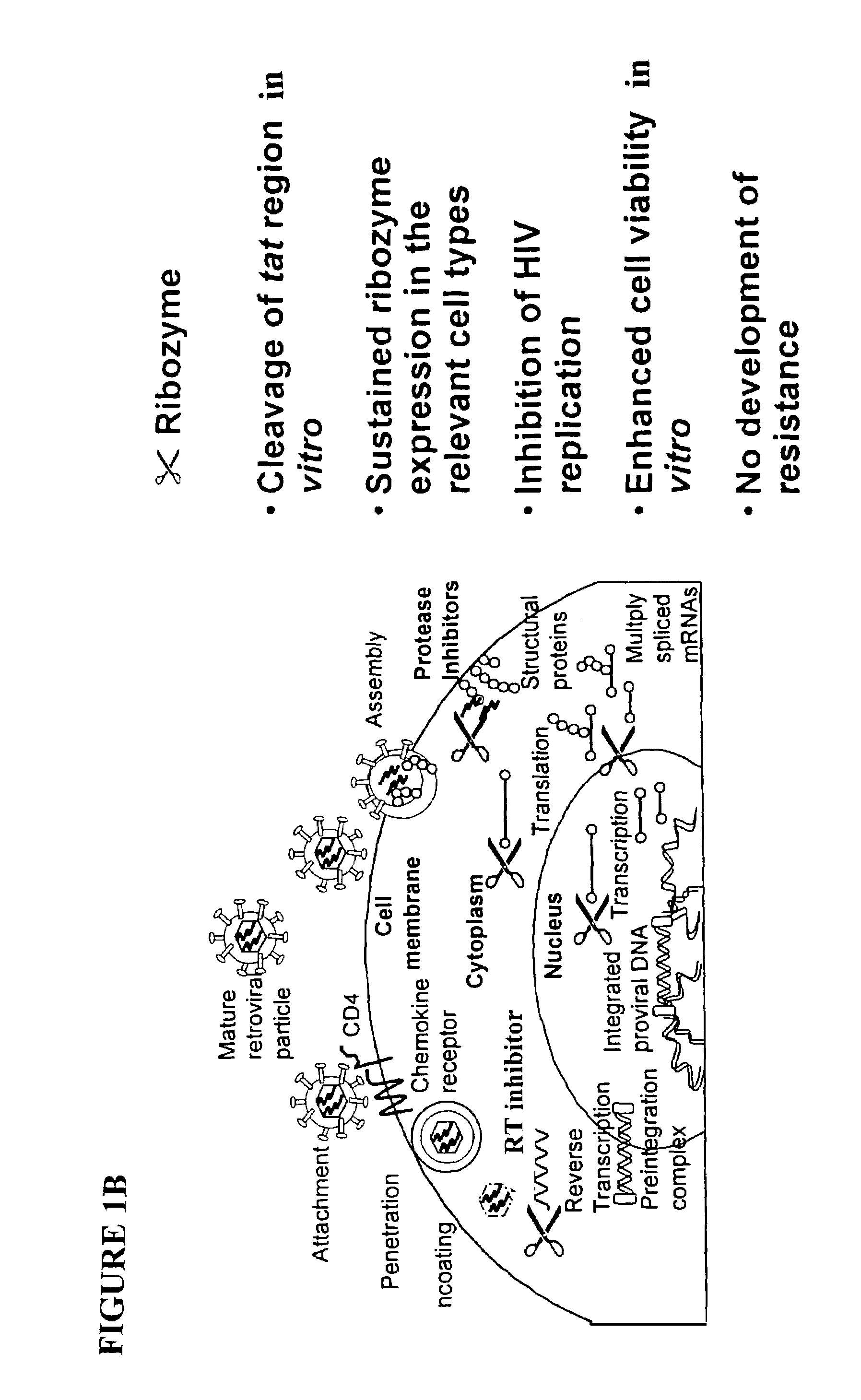 Methods for genetic modification of hematopoietic progenitor cells and uses of the modified cells