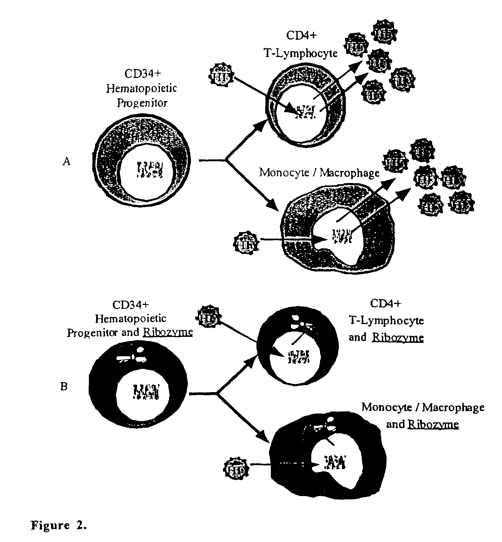 Methods for genetic modification of hematopoietic progenitor cells and uses of the modified cells