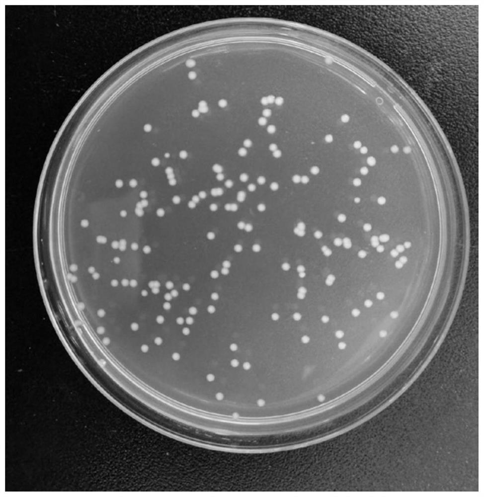 Rhizobium rosettiformans FN2, microbial inoculum thereof and application of Rhizobium rosettiformans FN2 and microbial inoculum in field of soil improvement