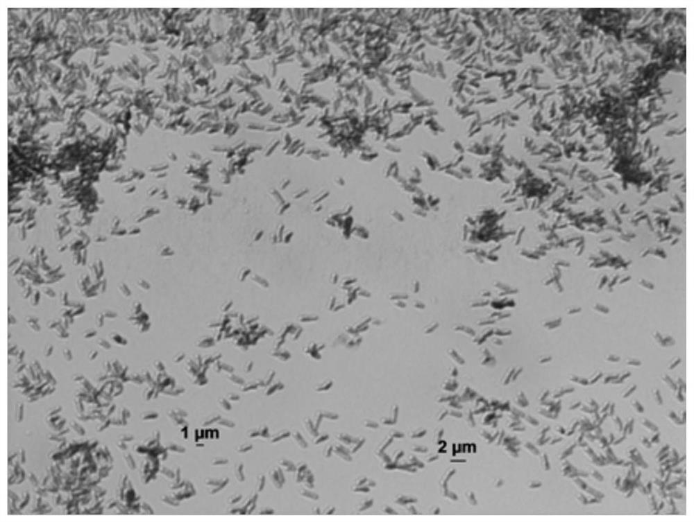 Rhizobium rosettiformans FN2, microbial inoculum thereof and application of Rhizobium rosettiformans FN2 and microbial inoculum in field of soil improvement