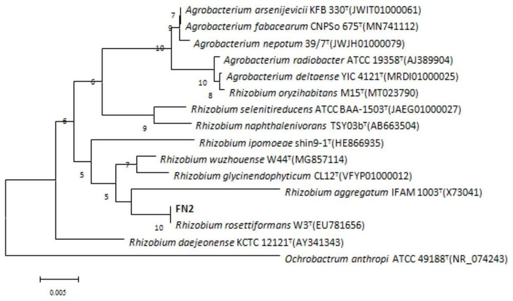 Rhizobium rosettiformans FN2, microbial inoculum thereof and application of Rhizobium rosettiformans FN2 and microbial inoculum in field of soil improvement