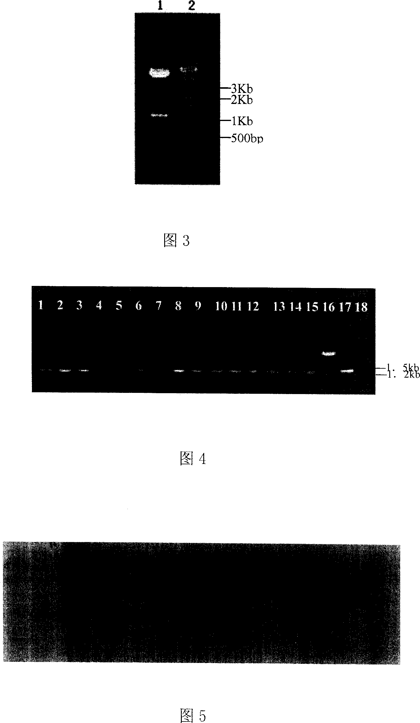 Method for promoting utilization of crops to soil phosphor phytate