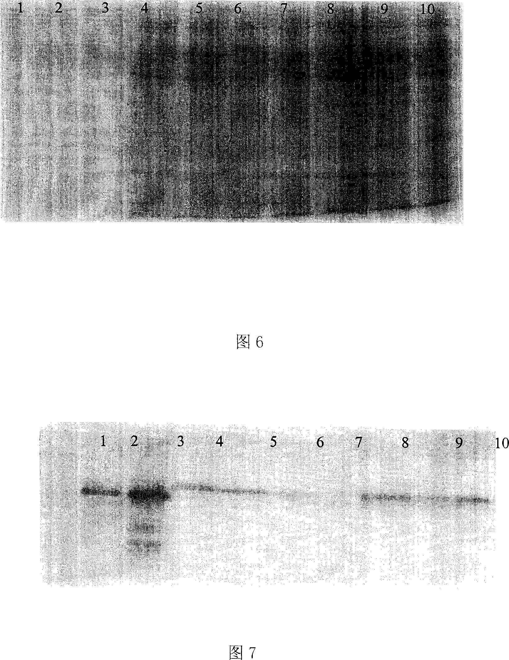 Method for promoting utilization of crops to soil phosphor phytate