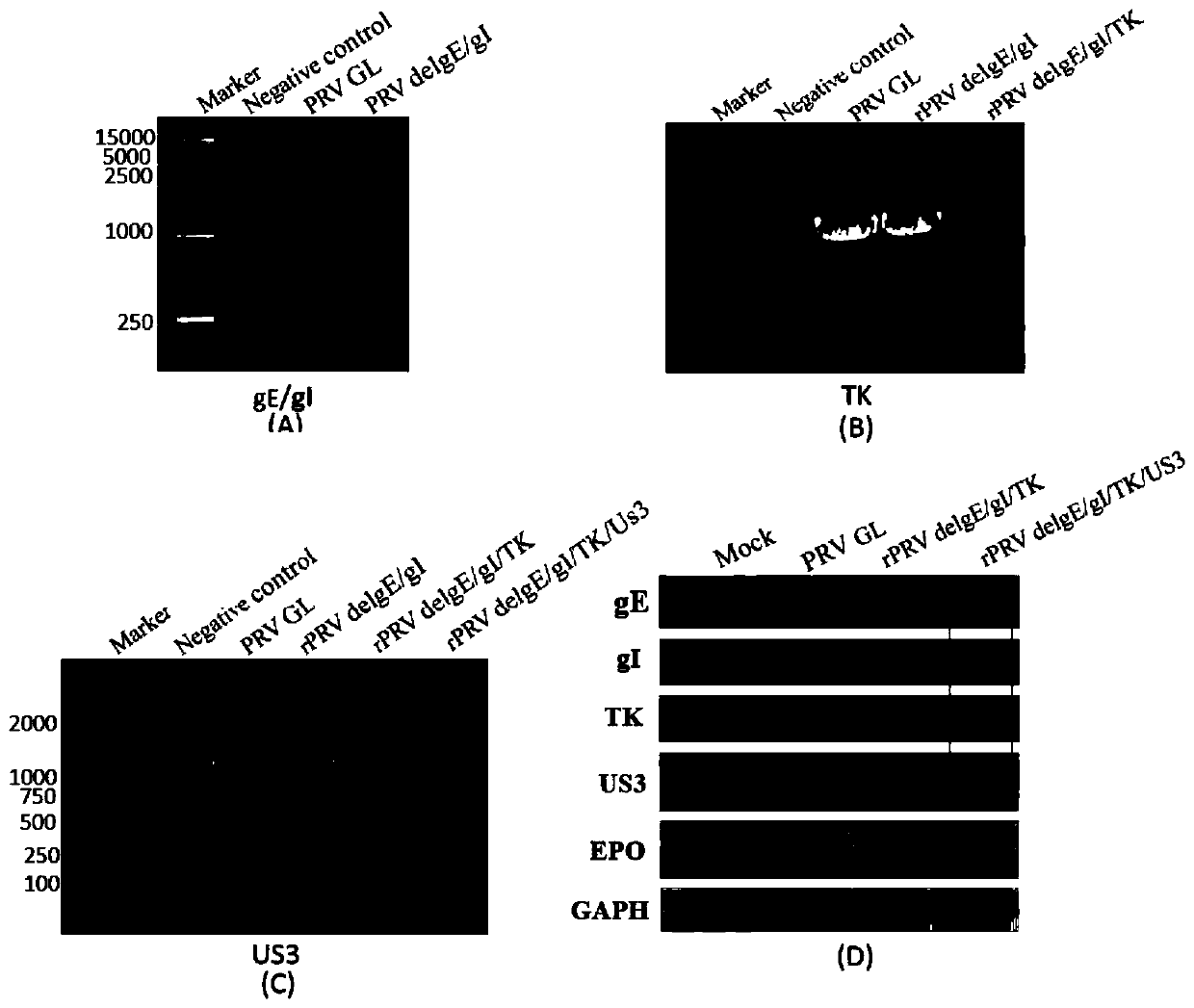 Attenuated pseudorabies virus with deletion gene and application of attenuated pseudorabies virus as vaccine