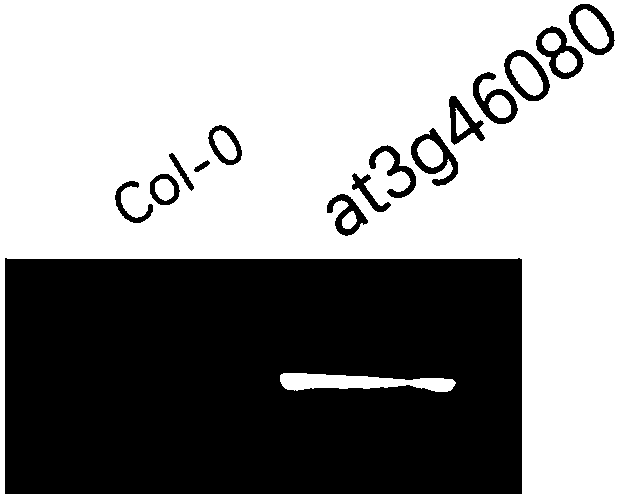 Application of Arabidopis thaliana transcription factor at3g46080 gene