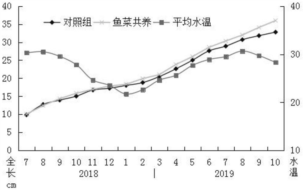 Culture method for controlling fishpond water in tropical zone plectropomus leopardus RAS