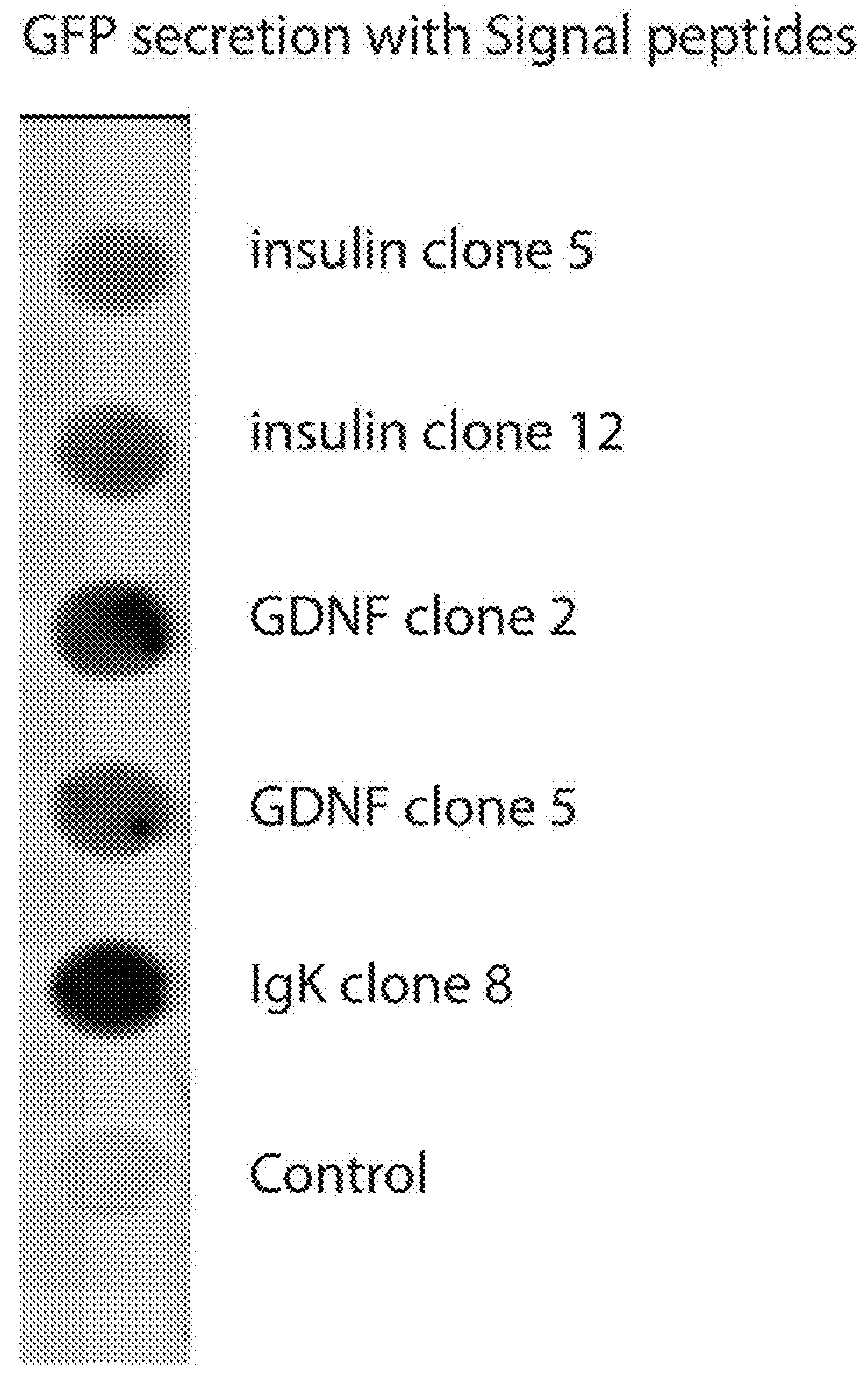 Modified ube3a gene for a gene therapy approach for angelman syndrome