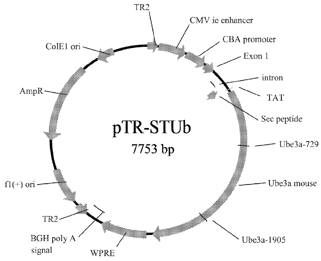 Modified ube3a gene for a gene therapy approach for angelman syndrome