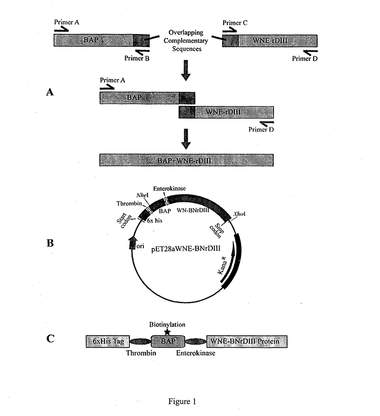Aptamers for binding flavivirus proteins