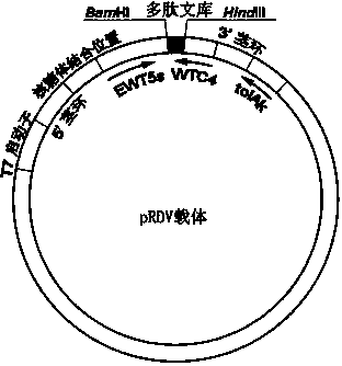 Antitumor peptide with pH selectivity and application of antitumor peptide