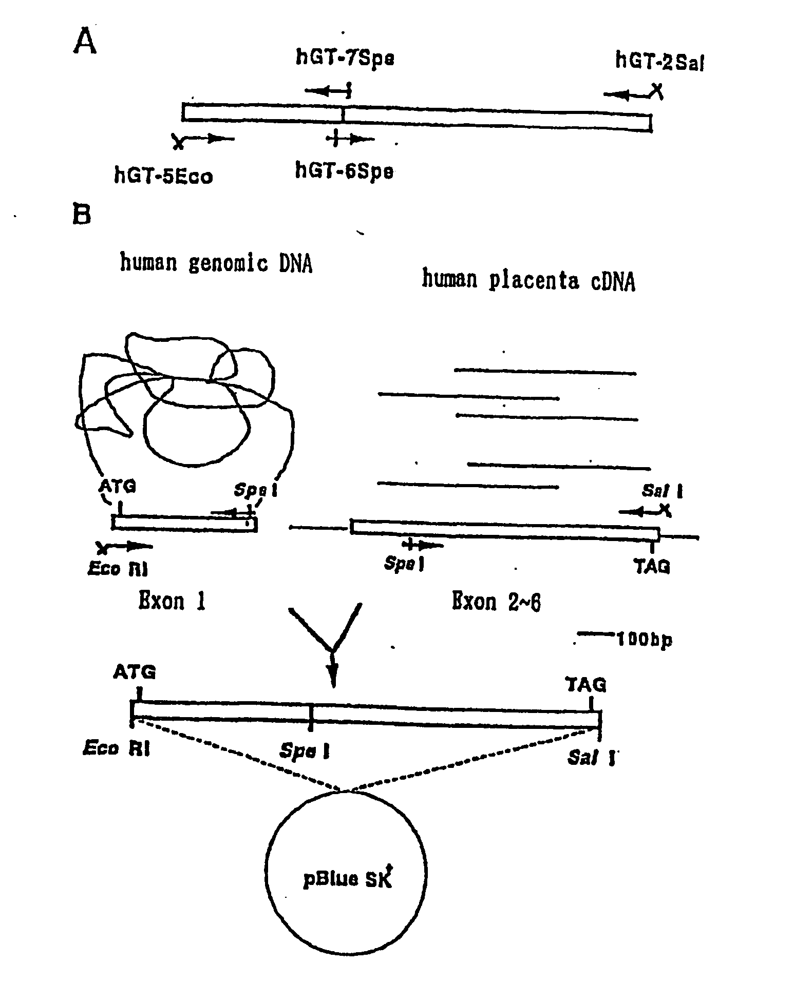 Method for secretory production of glycoprotein having human-type sugar chain using plant cell