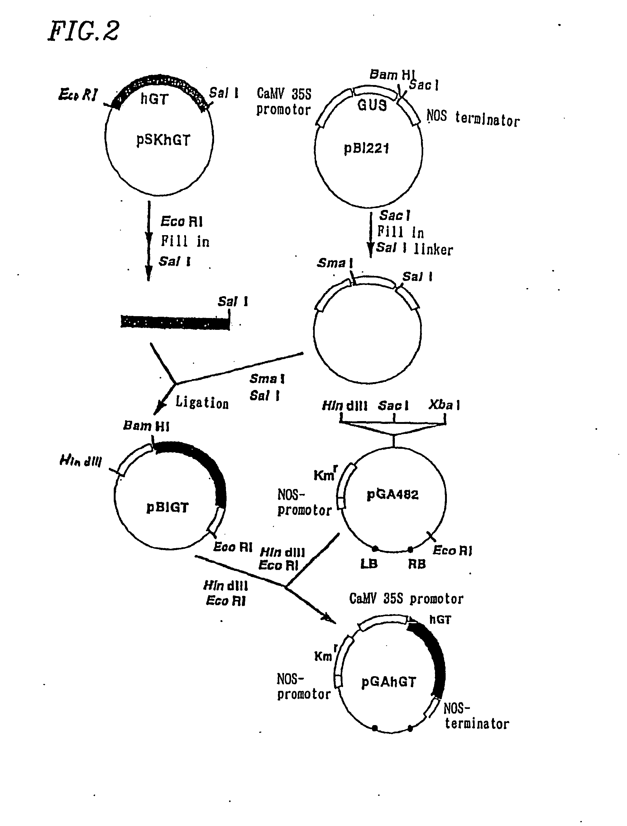 Method for secretory production of glycoprotein having human-type sugar chain using plant cell
