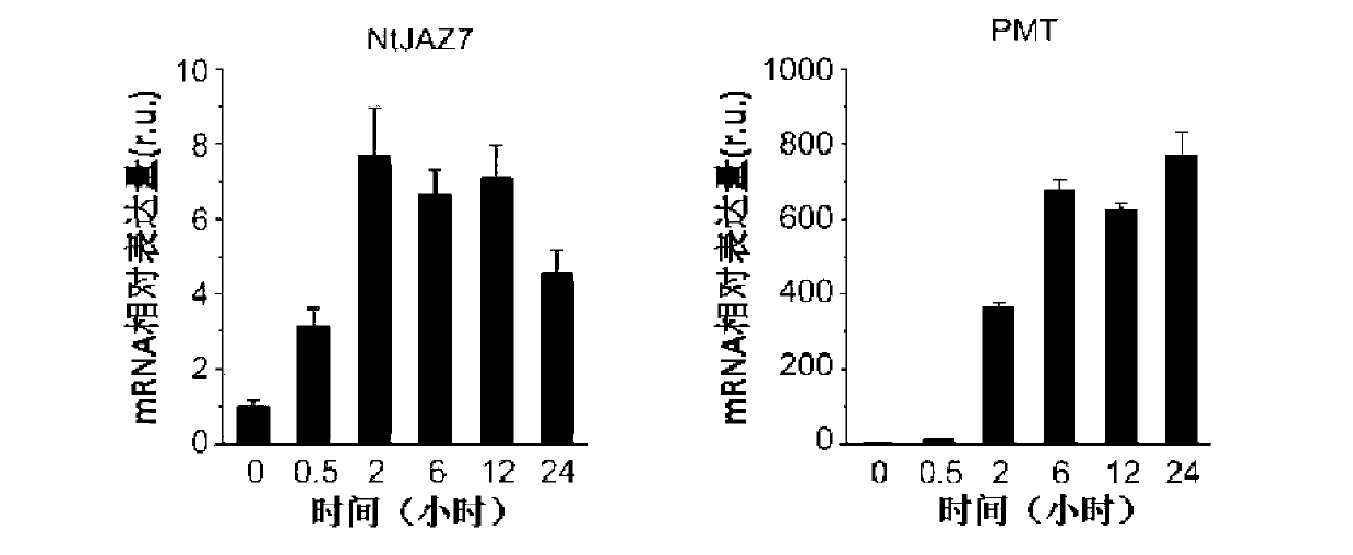 Tobacco JAZ protein gene and application thereof in reducing tobacco nicotine content