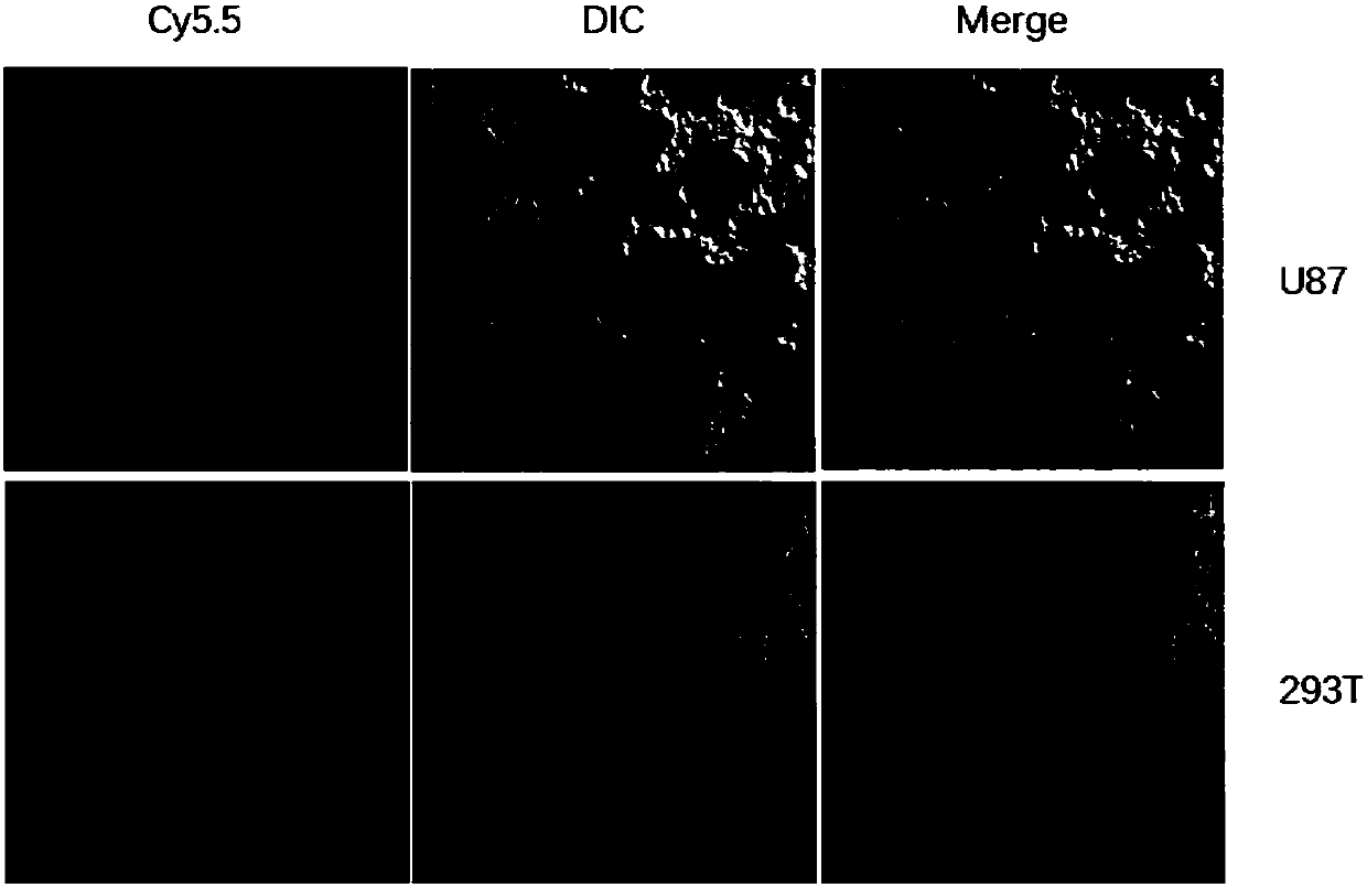 EDB-FN protein targeting peptide with high affinity and application thereof