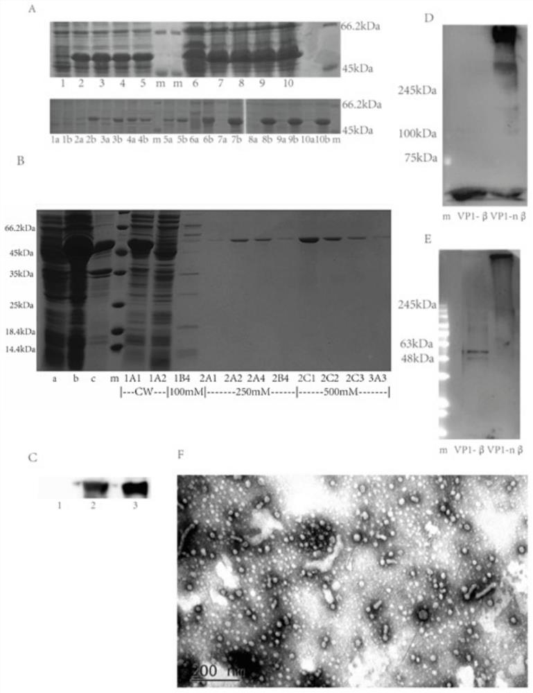 A novel vaccine for the prevention and treatment of Merkel cell carcinoma