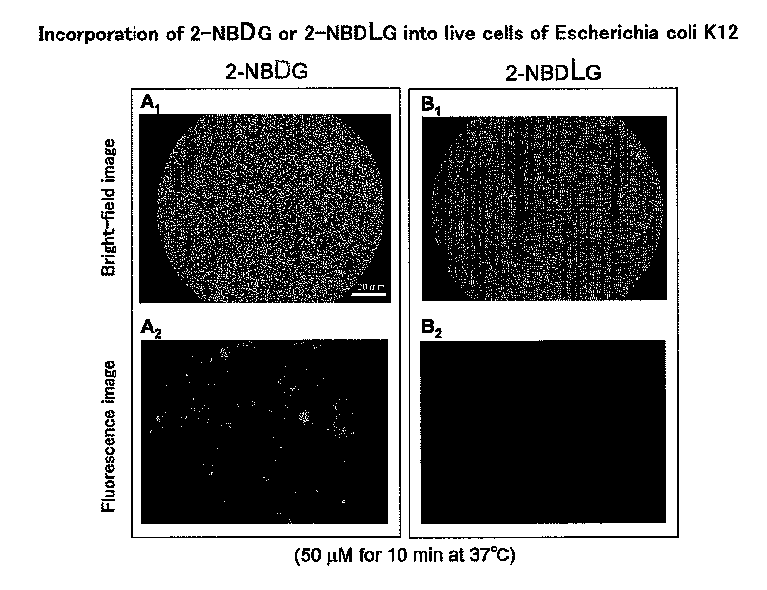 Method for evaluating specific incorporation of d-glucose into cells