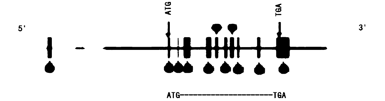 Transgenic construct and application thereof