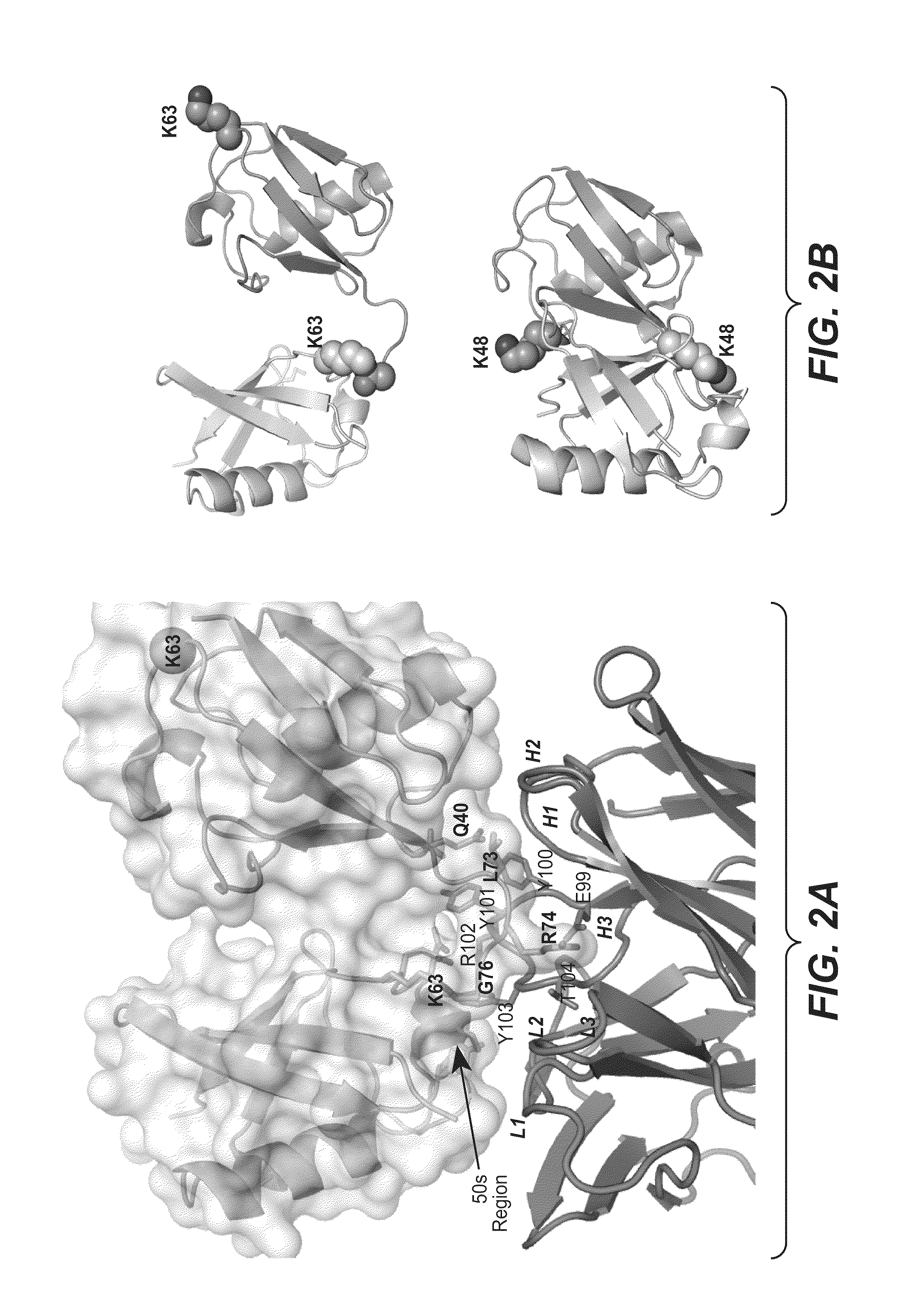 Methods and compositions for targeting polyubiquitin