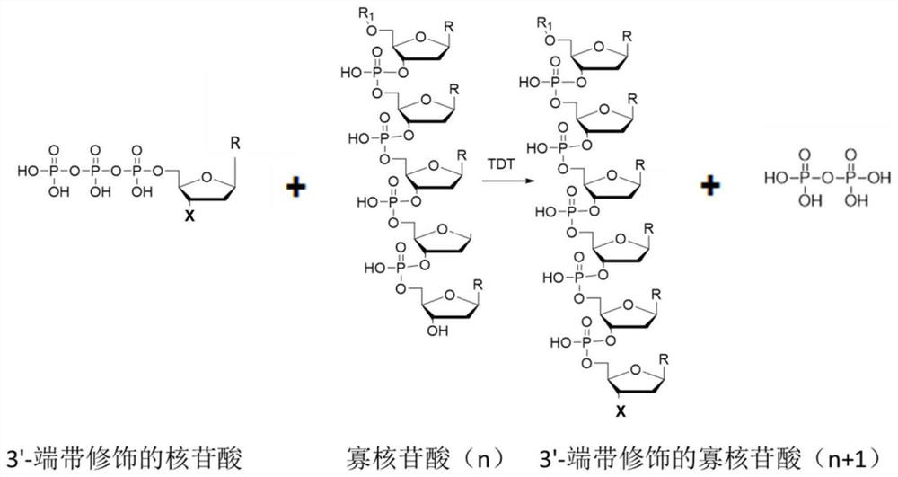 New function and application of nucleoside transferase