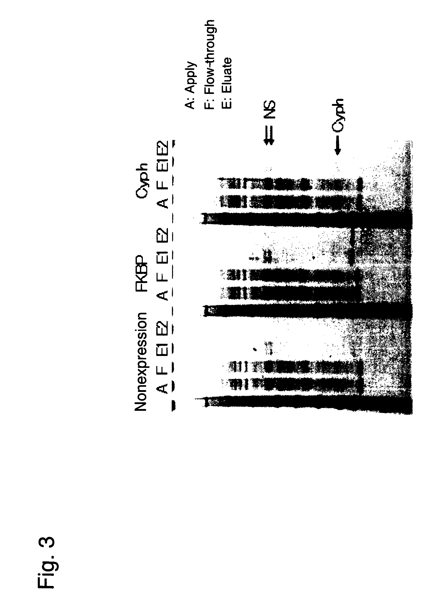 Method for immobilizing proteins