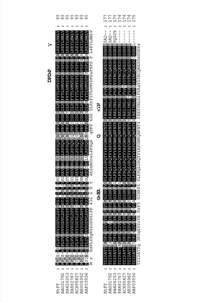 Complementary DNA (cDNA) sequence of tobacco NtFT1 genes and transient expression thereof for inducing tobacco early blossoming