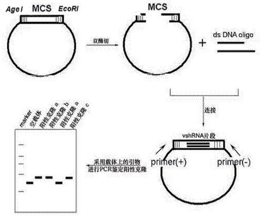 ShRNA (short hairpin ribonucleic acid) for knocking down PXYLP1 gene expression, lentiviral vector as well as construction method and application of lentiviral vector