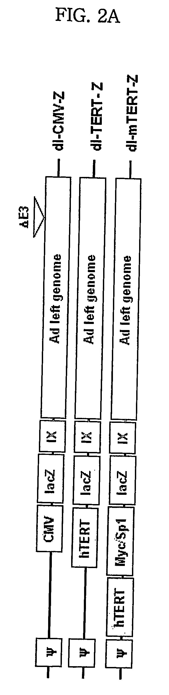 Modified tert promoter with enhanced tumor-specificity and strength and recombinant vector comprising the same