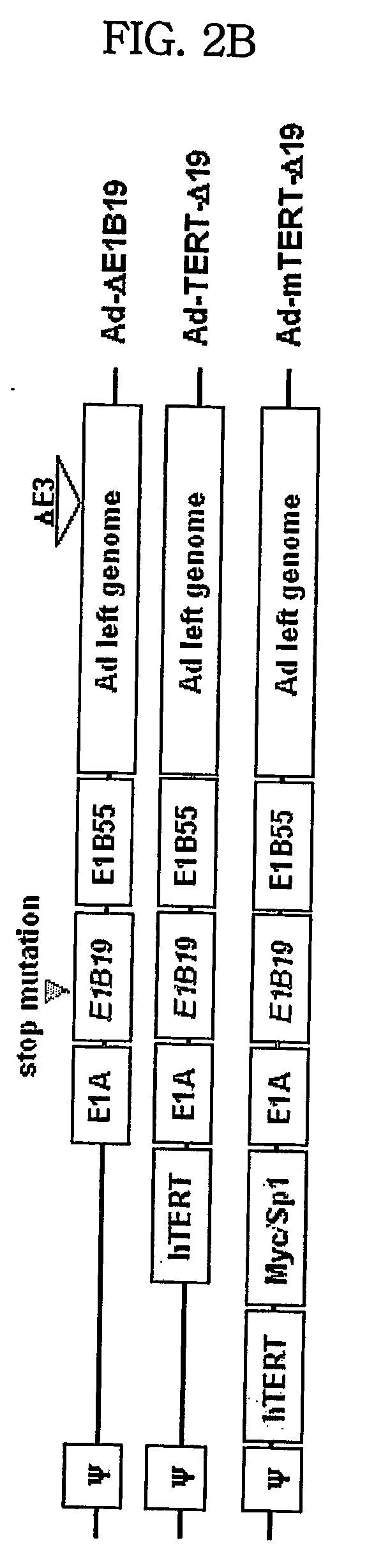 Modified tert promoter with enhanced tumor-specificity and strength and recombinant vector comprising the same